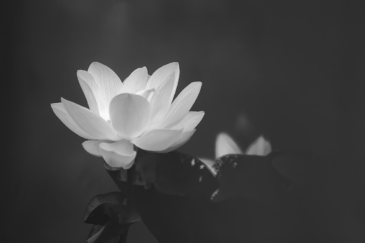 Hoa sen trắng đám tang