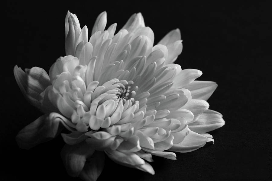 Hình hoa cúc trắng nền đen